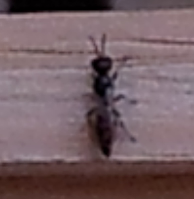 Crabronidae o Bethylidae su un tronco